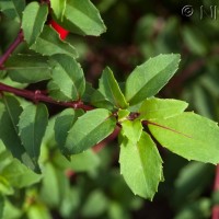 Fuchsia